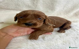 Goldendoodle dogs for sale: Outstanding Quality health tested Goldendoodles  - Image 13