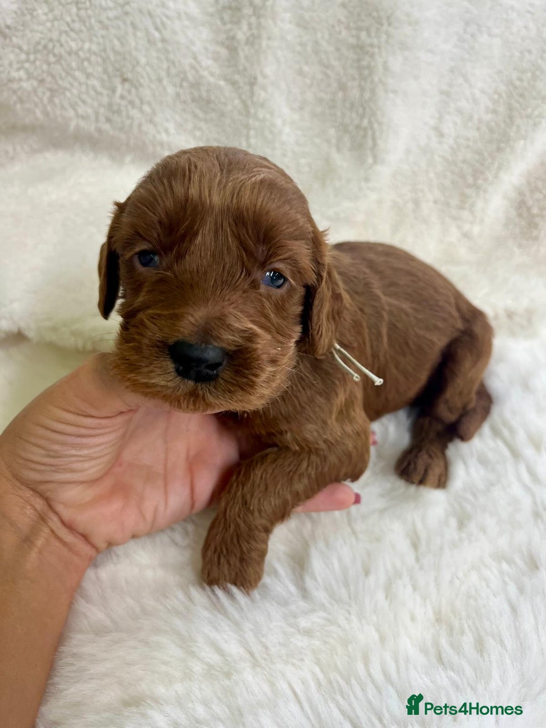 Goldendoodle dogs for sale: Outstanding Quality health tested Goldendoodles  - Image 13