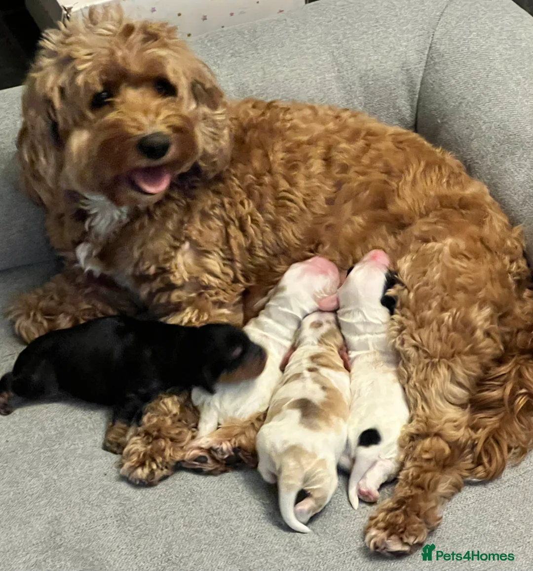 Cockapoo dogs for sale: Beautiful F1B cockapoo puppies! - Advert 11