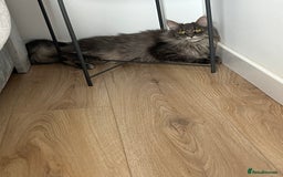 Maine Coon cats for sale: Maine coon  - Image 8