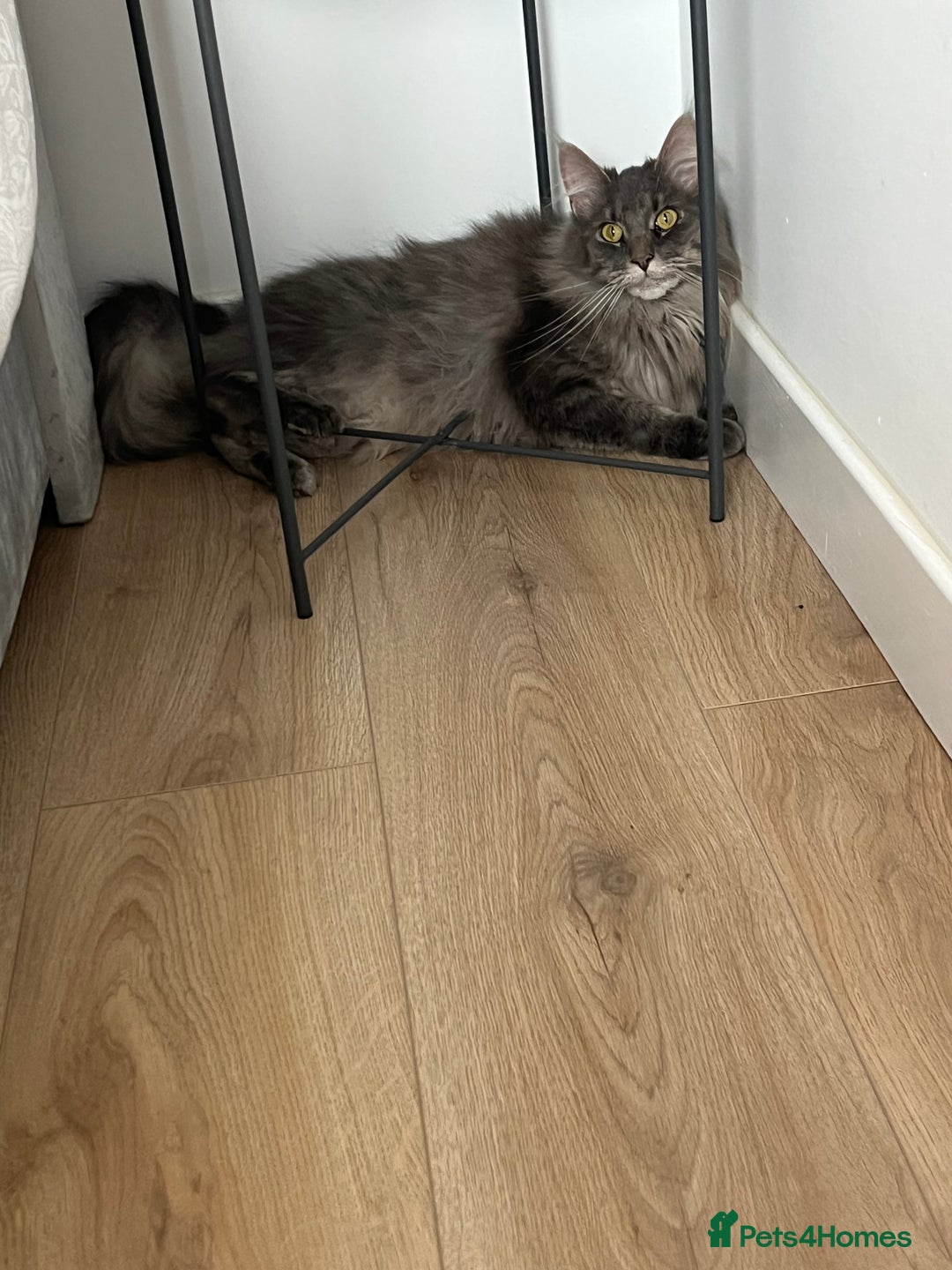 Maine Coon cats for sale: Maine coon  - Image 8