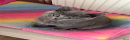 British Shorthair cats for sale: British Shorthairs - Advert 21