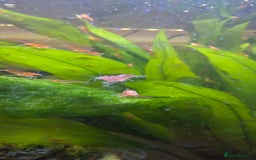 Shrimps fish for sale: Cherry shrimps for sale  - Image 4