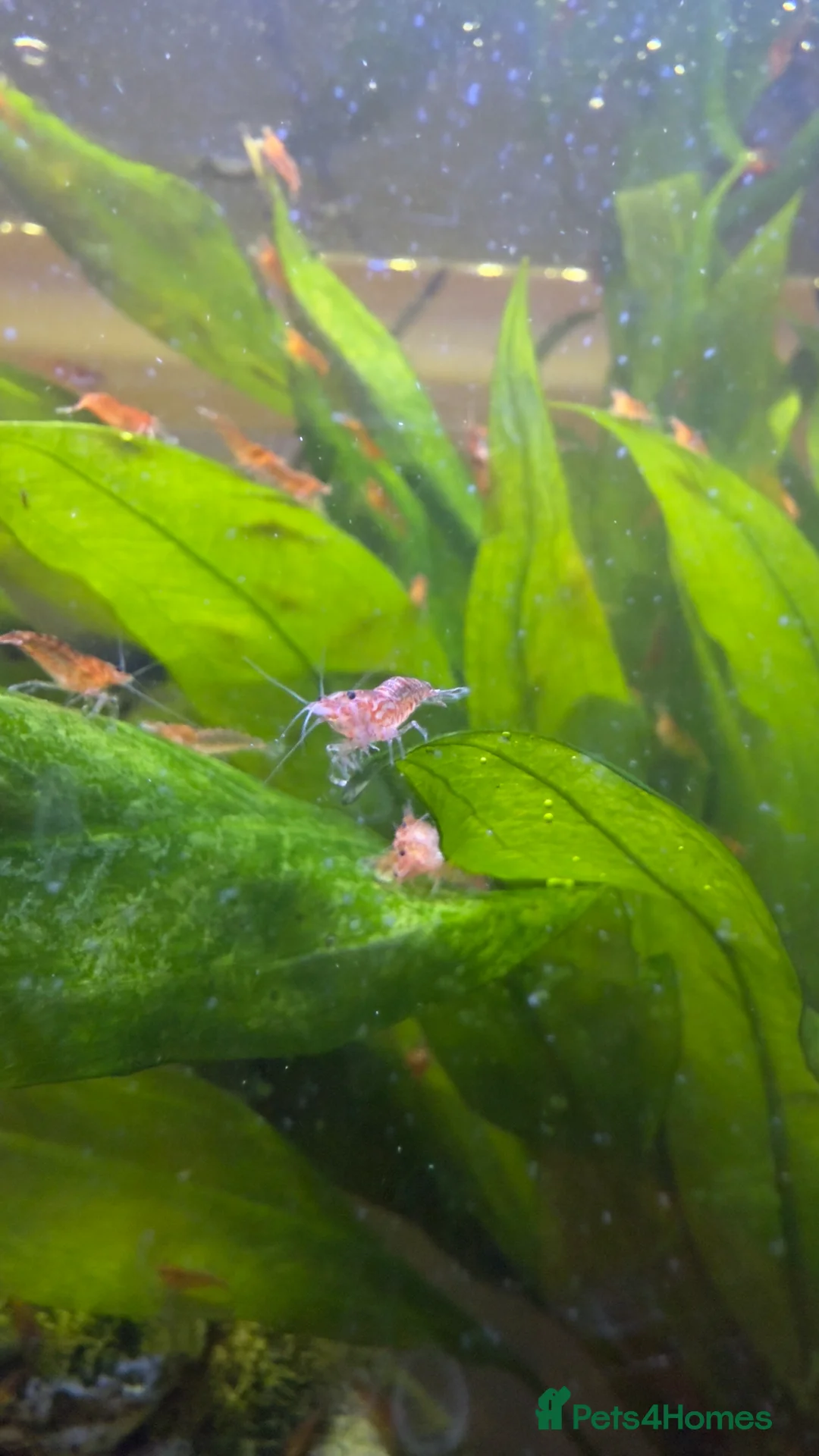 Shrimps fish for sale: Cherry shrimps for sale  - Advert 4