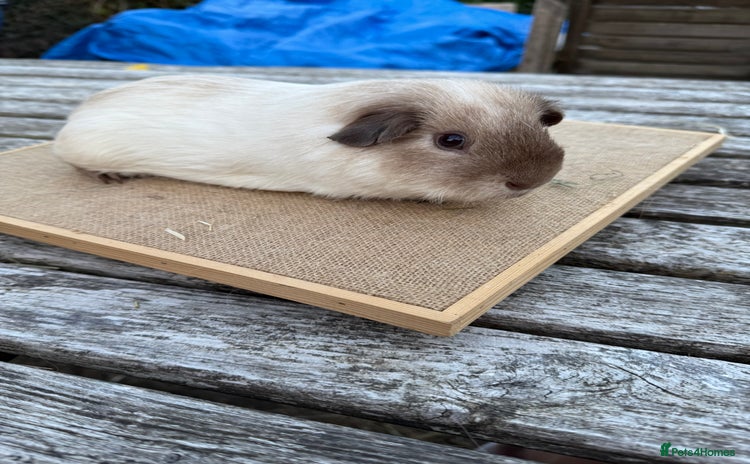 Guinea Pig rodents - Advert 13