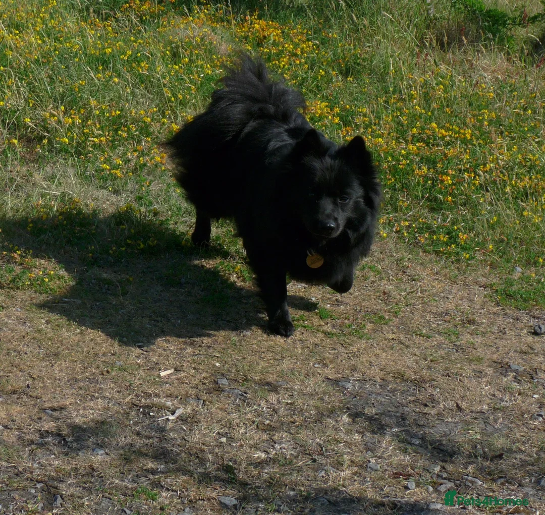 German Spitz dogs for sale: German spitz Mittel - Advert 23