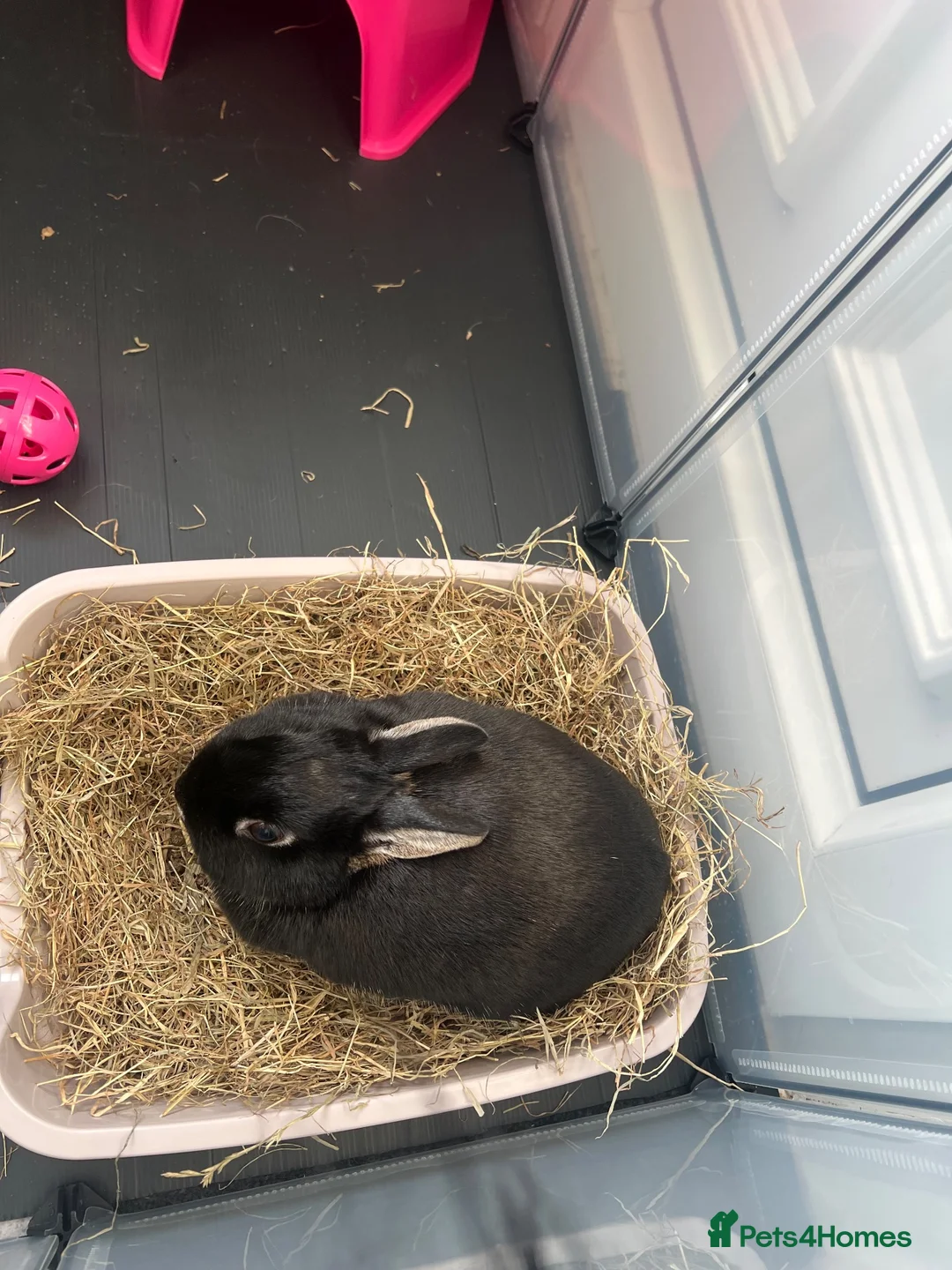 Mini Lop rabbits for sale: Black indoor Rabbit in Gateshead - Advert 2