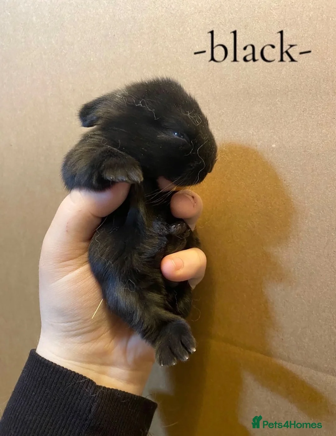 Mini Lop rabbits for sale: -Eight Gorgeous Mini Lop Rabbits- - Advert 2