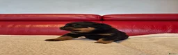 Rottweiler dogs for sale: ROTTWEILER PUPPIES FOR SALE  - Advert 23