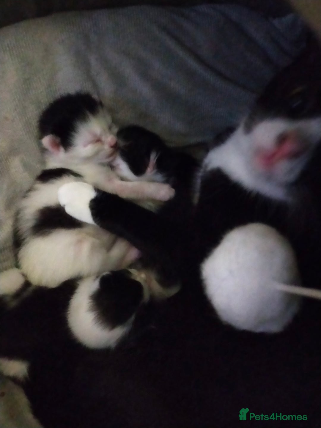 Mixed Breed cats for sale: 2 kittens - Advert 3