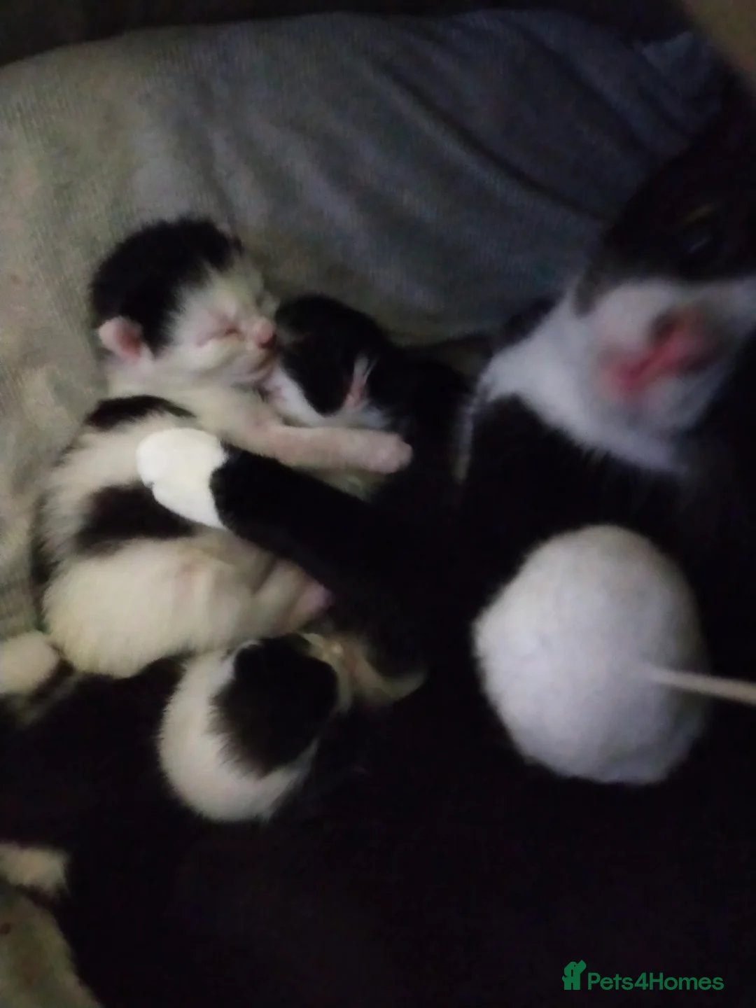 Mixed Breed cats for sale: 2 kittens - Advert 3