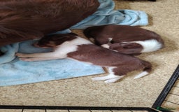 Welsh Collie dogs for sale: Tri colour Welsh collies  - Image 11