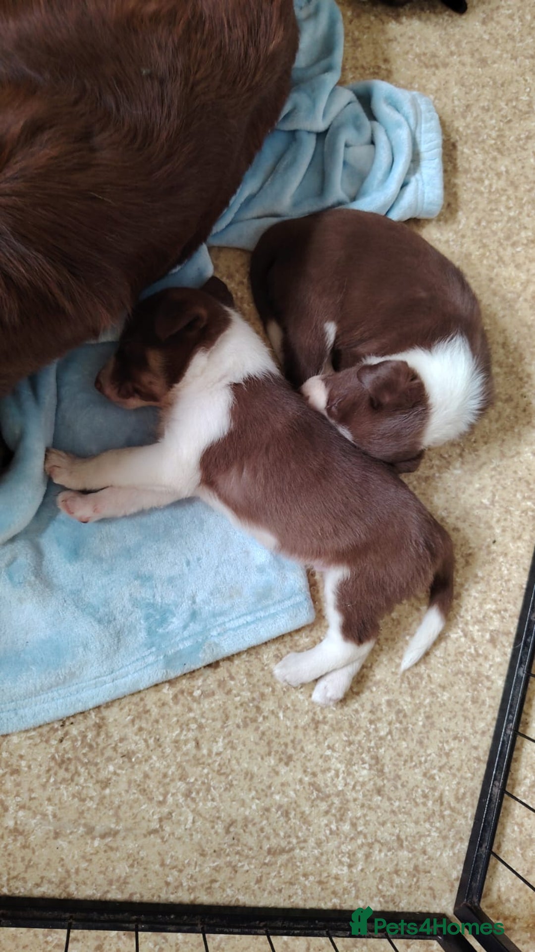 Welsh Collie dogs for sale: Tri colour Welsh collies  - Image 11
