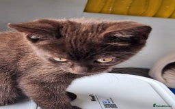 Havana Brown cats for sale: Rare Havana Brown's kittens - Image 10