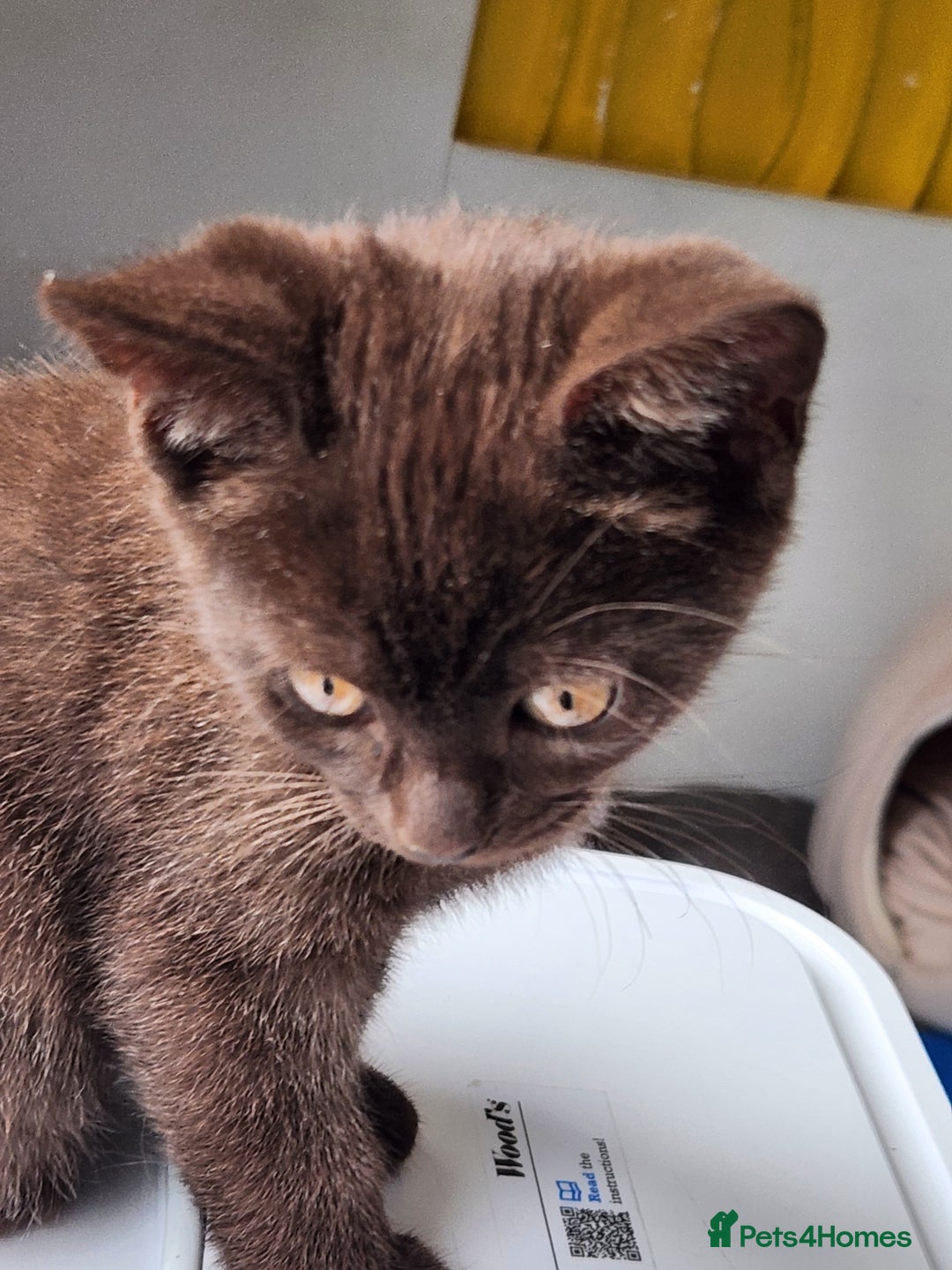 Havana Brown cats for sale: Rare Havana Brown's kittens - Image 10