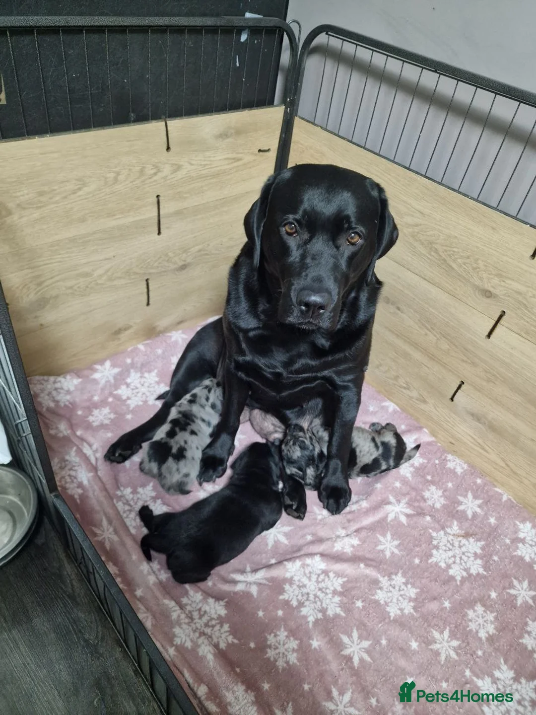 Mixed Breed dogs for sale: Labrador X Miniature Dachund. A happy accident! - Advert 5