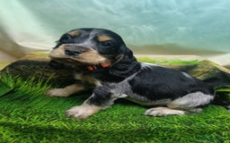 Cocker Spaniel dogs for sale: Show Type blue/Tri/chocolate Roan Cocker Spaniels  - Image 11