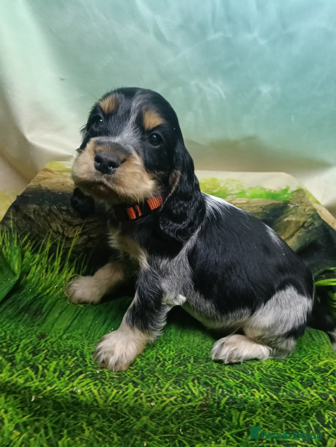 Cocker Spaniel dogs for sale: Show Type blue/Tri/chocolate Roan Cocker Spaniels  - Image 11