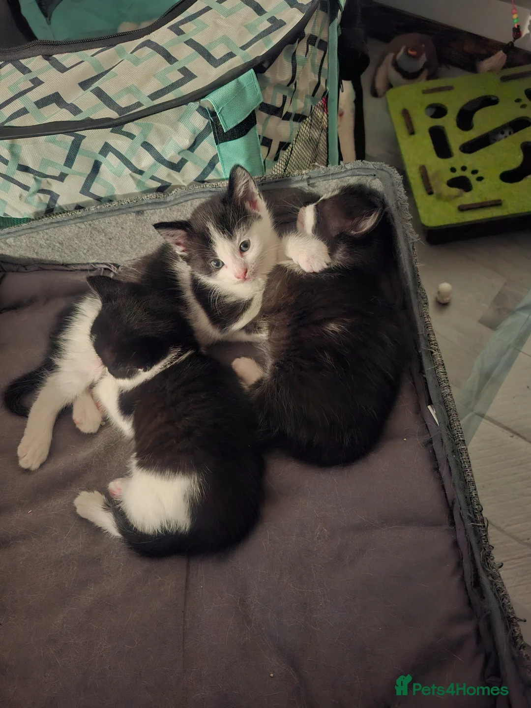 Mixed Breed cats for sale: Kittens for sale  in Blyth - Advert 6