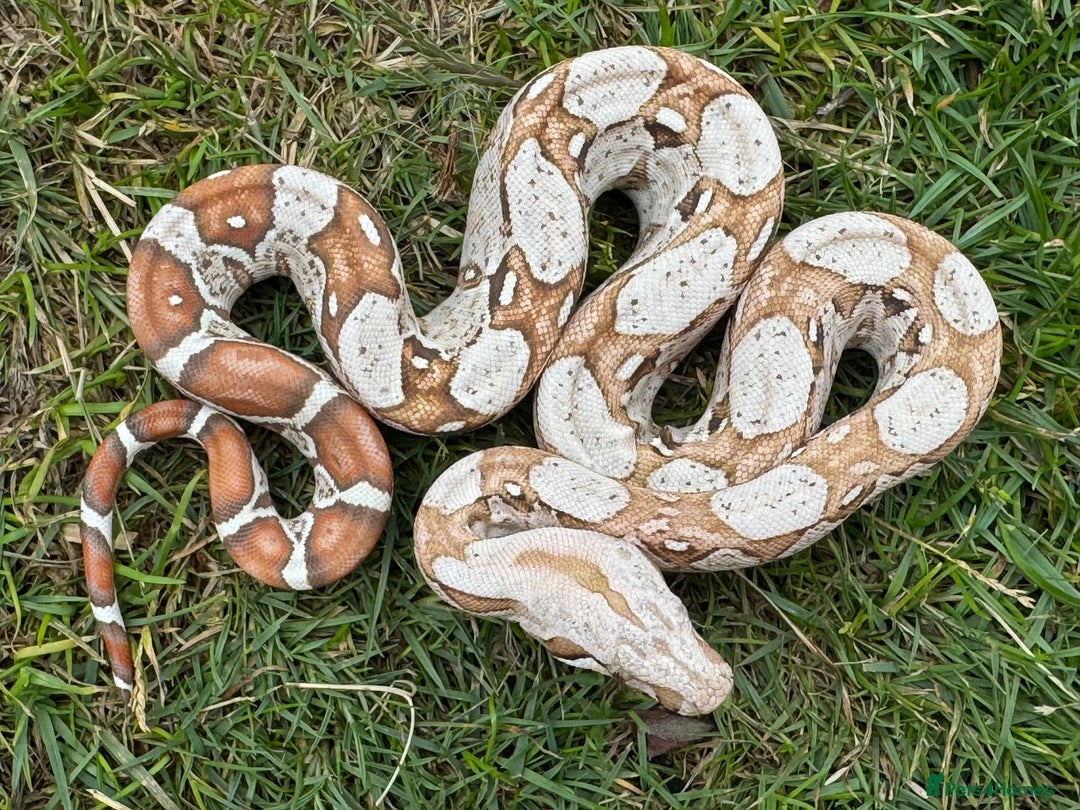 Boa Snake reptiles for sale: Baby Boa Morphs FOR SALE - Image 12