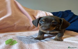 Miniature Dachshund dogs for sale: Miniature dachshunds - Image 5