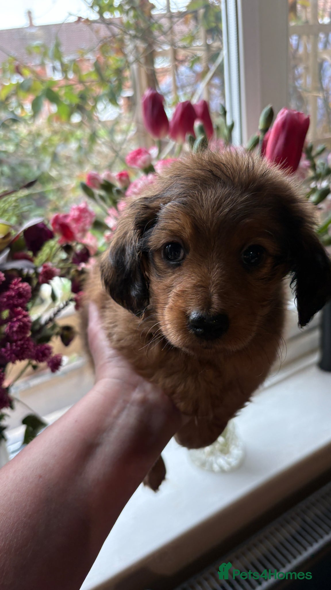 Miniature Dachshund dogs ♥️💙 LONG COAT DAXIS 💙♥️ - Advert 15