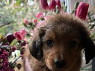 Miniature Dachshund dogs ♥️💙 LONG COAT DAXIS 💙♥️ - Advert 15