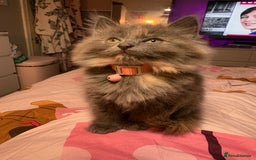 Norwegian Forest Cat cats for sale: Norwegian Forest Cat X Scottish Straight Kittens - Image 12