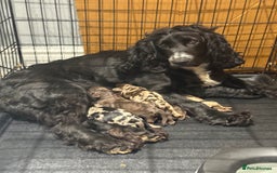 Cockapoo dogs for sale: Beautiful chocolate merle cockapoos  - Image 3