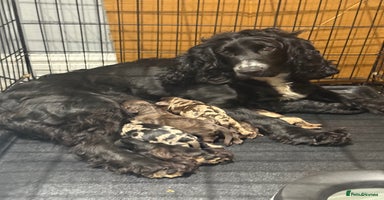 Cockapoo dogs - Advert 1