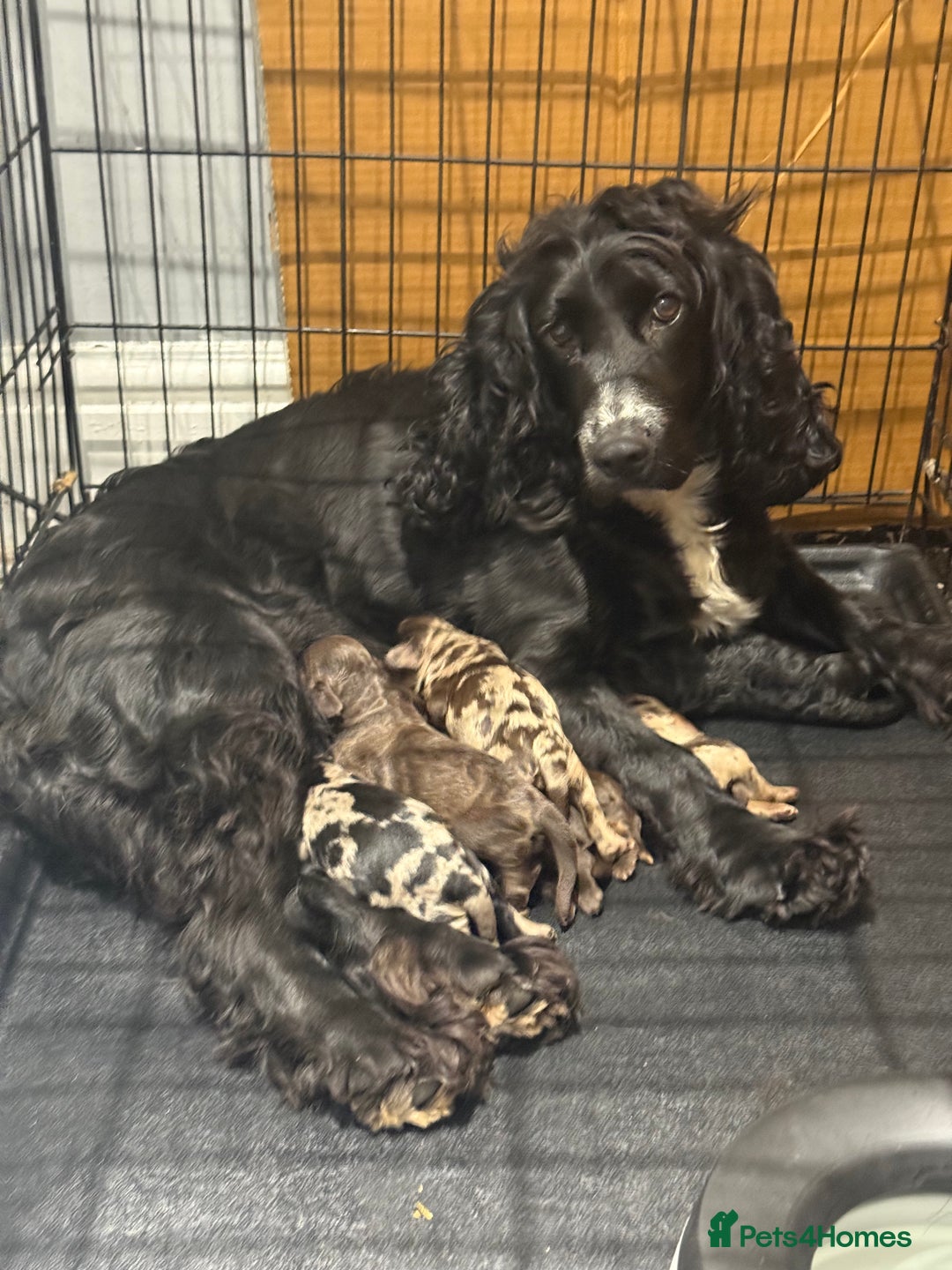 Cockapoo dogs for sale: Beautiful chocolate merle cockapoos  - Image 3