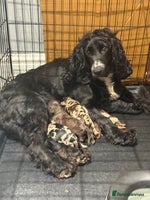 Cockapoo dogs - Advert 6