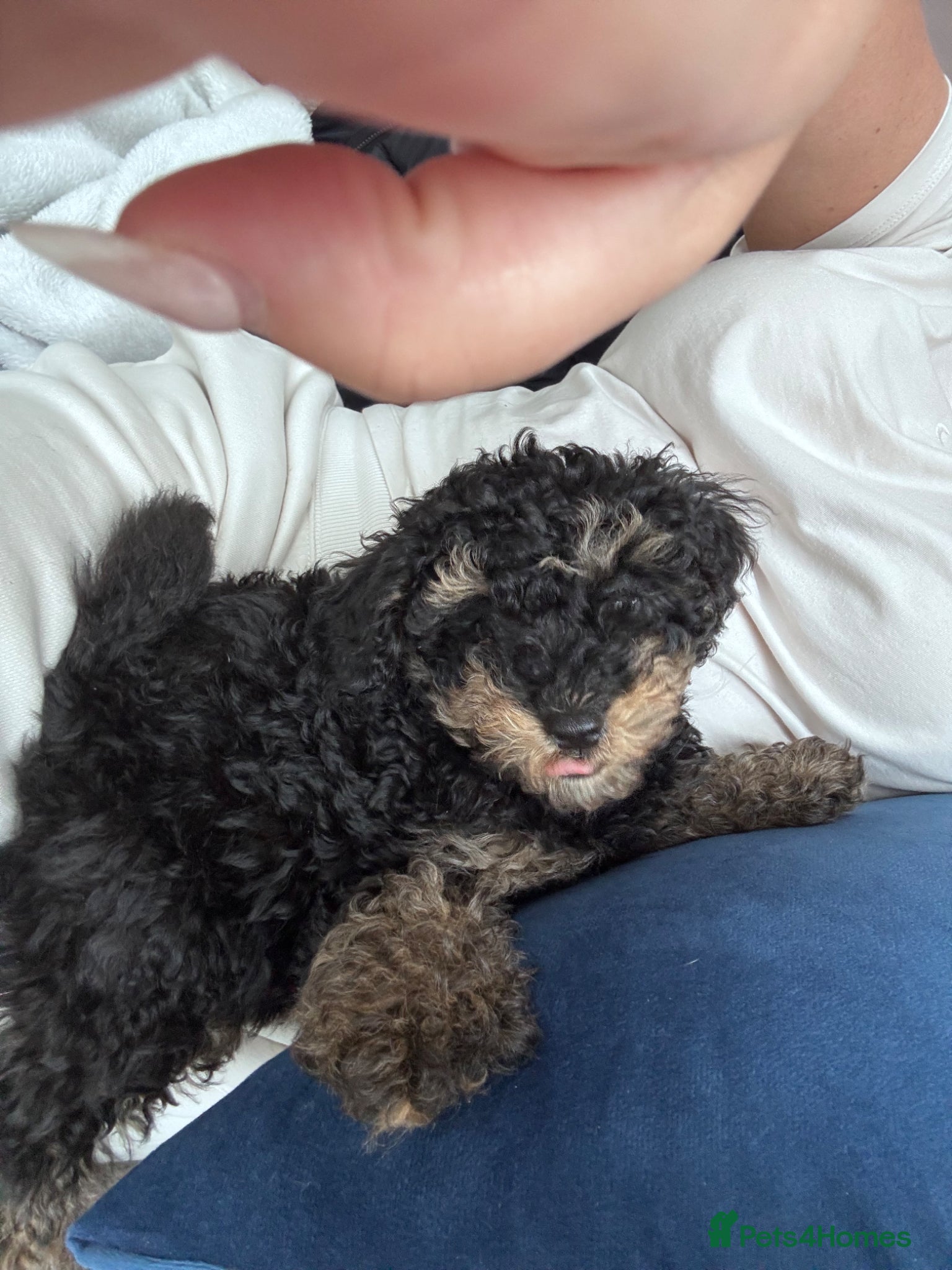 Toy Poodle dogs Toy poodle puppies  - Advert 2