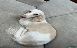 Miniature Dachshund dogs for sale: KC registered longhair Piebald puppies  - Image 6