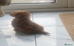 Toy Poodle dogs for sale: Male toy poodles - Image 3