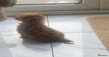 Toy Poodle dogs - Advert 13