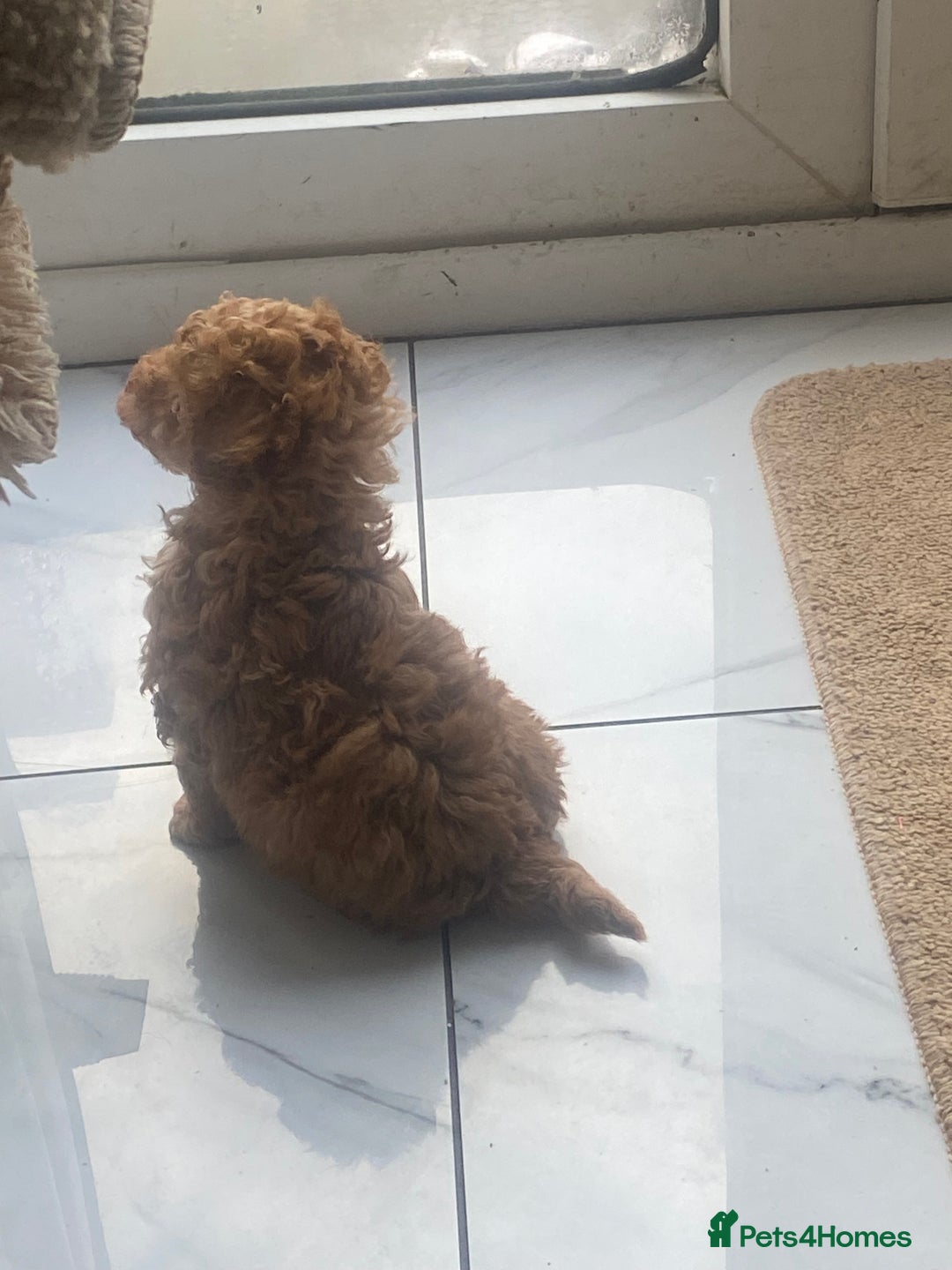 Toy Poodle dogs for sale: Male toy poodles - Image 3