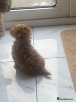 Toy Poodle dogs - Advert 4