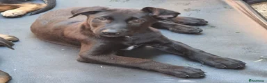 Puppy 2