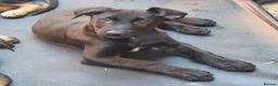 Belgian Shepherd Dog dogs for sale: Belgian malinois puppies KNVP working lines - Advert 4
