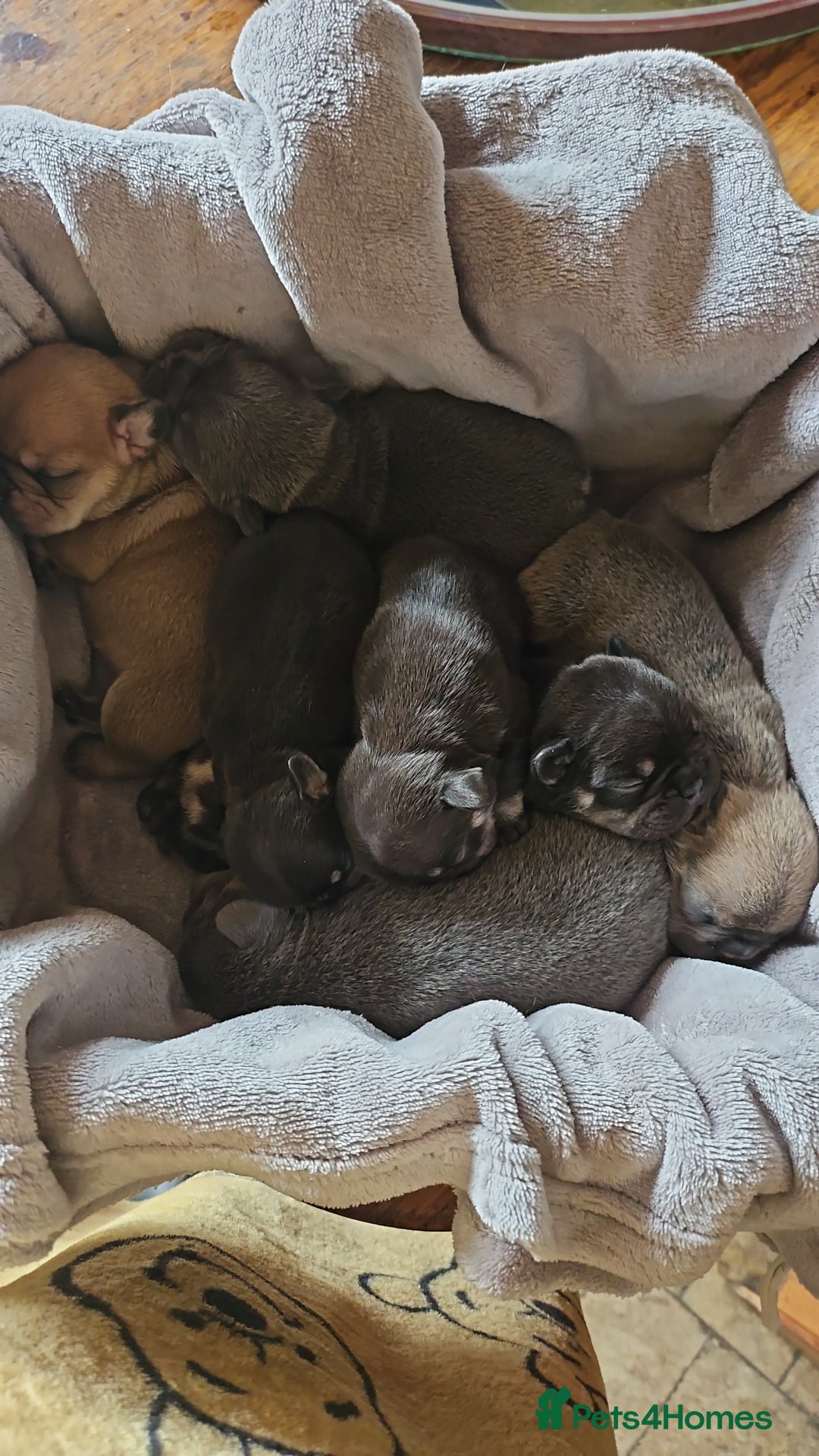 French Bulldog dogs for sale: ⚡️Exquisite 🌈 Pedigree French Bulldog Puppies ⚡️ - Image 25