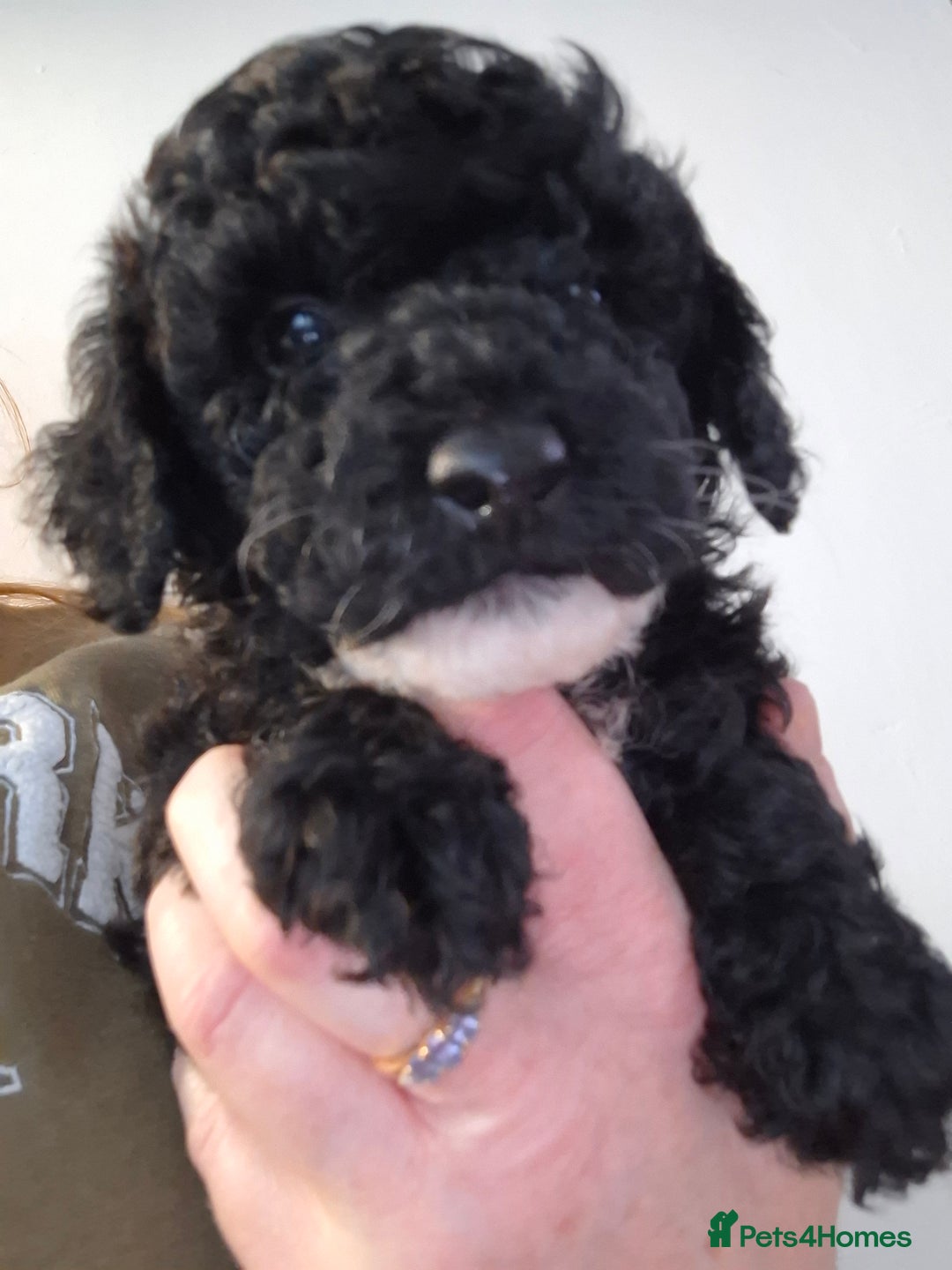 Toy Poodle dogs for sale: Toy poodle 🐩 pure breed  - Advert 7