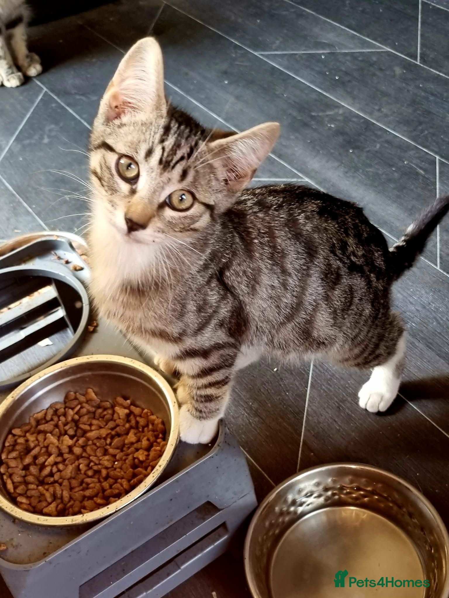 Mixed Breed cats 3 kittens looking for good home  - Advert 14