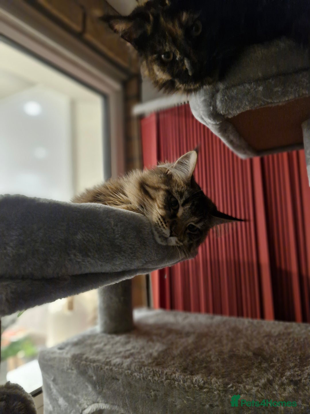 Maine Coon cats for sale: Maine coons Nellie & Dollie to stay as a pair.  - Advert 17