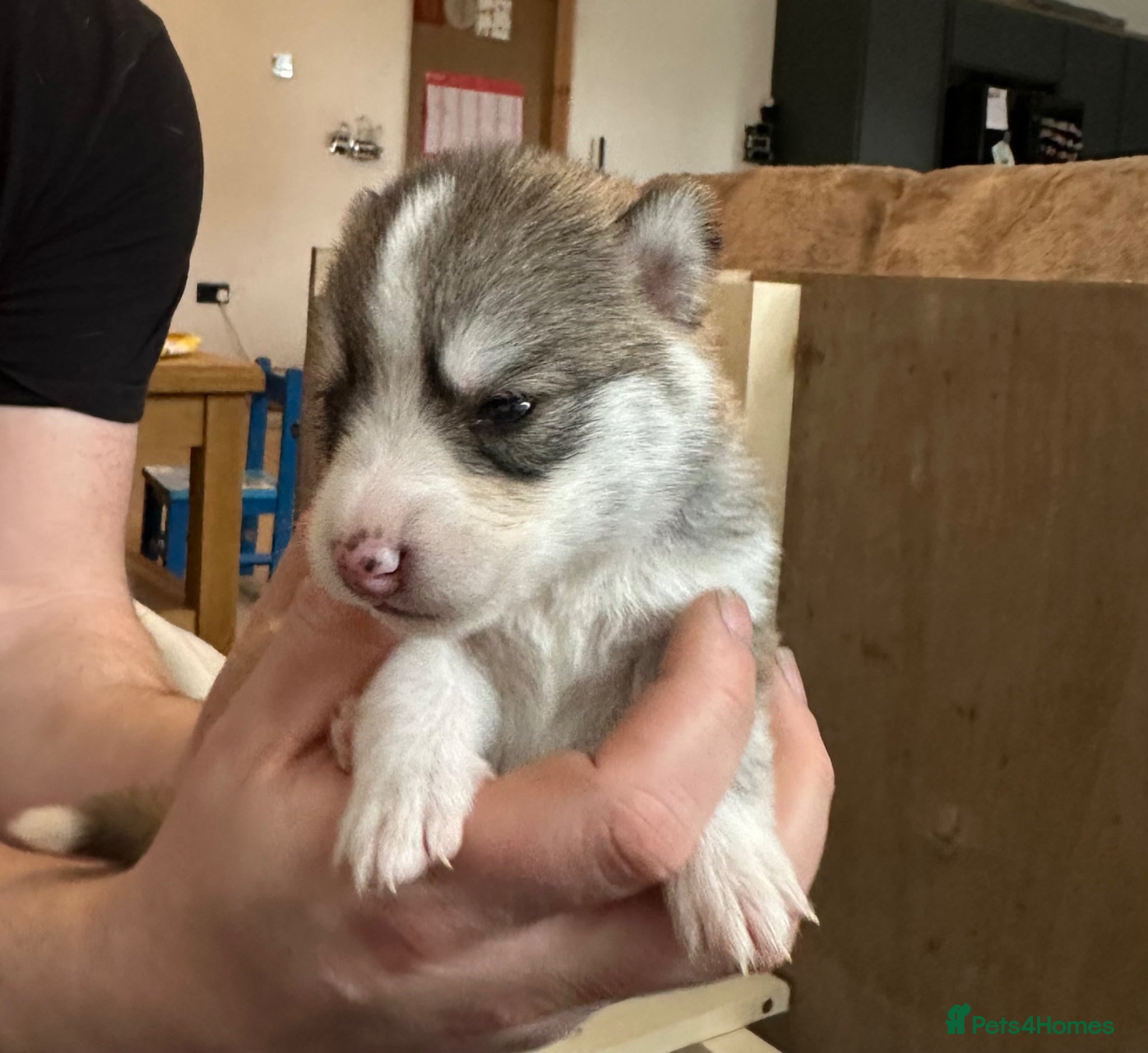 Pomsky dogs Rare Pomsky pups - Gorgeous miniature Husky’s - Advert 1