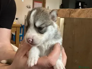 Pomsky dogs Rare Pomsky pups - Gorgeous miniature Husky’s - Advert 3