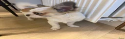 Chihuahua dogs for sale: Chihuahua puppy  in Hamilton - Advert 8