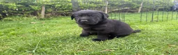 Labrador Retriever dogs for sale:  Delightful Black Labrador Litter  in Lancaster - Advert 15