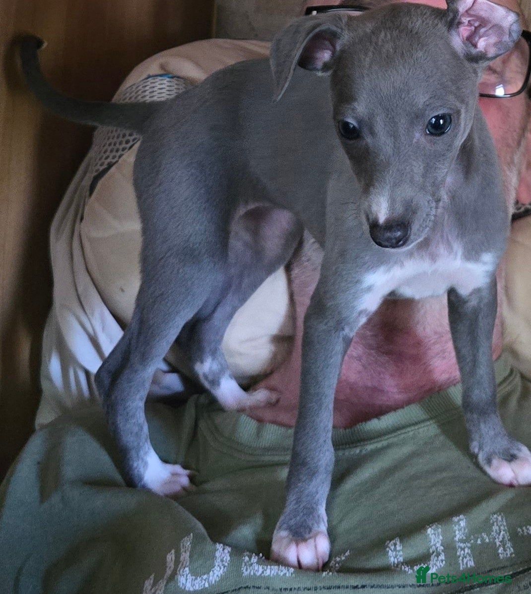 Mixed Breed dogs Wiggy puppies-Italian Greyhound x Whippet - Advert 1