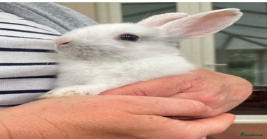 Lionhead rabbits - Advert 16